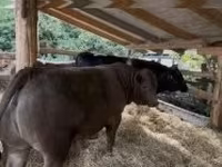 公牛, Holstein breed — 照片 5