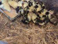 Domestic Muscovy — photo 4