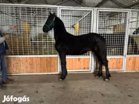 Cavalo, Friesian — foto 7