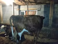 Cow, Latvian Blue cattle — photo 3