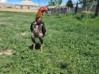 Chickens — photo 1