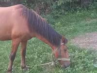 Horse (M), Horses — photo 8