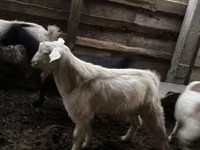 Kozioł, Kozy — zdjęcie 2