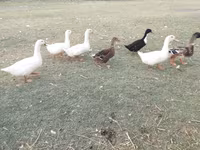 Ducks — photo 5