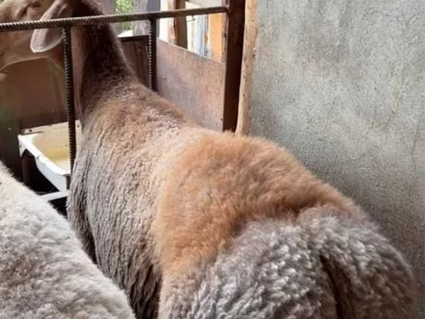 Qoç, Arashan sheep