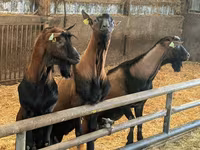 Keçi, Alpine goat — foto 2