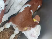 Toro, Simmental cattle — foto 4