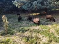 Owca, Ouessant sheep — zdjęcie 8