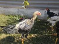 Chickens — الصورة 2