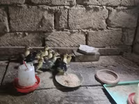 Ducks — फ़ोटो 1
