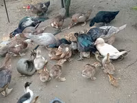 Ducks — الصورة 3