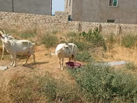 Dişi keçi, Saanen goat — foto 8