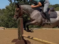 Cavalo, Quarter Horse — foto 6
