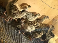 Turkeys — foto 5