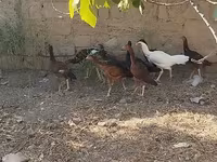 مالينس — الصورة 8