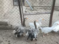 Geese — 照片 5