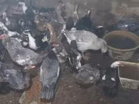 Domestic Muscovy — photo 1