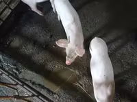 Säue, Schweine — Foto 2