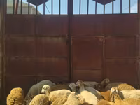 Ram, Sheep — photo 3