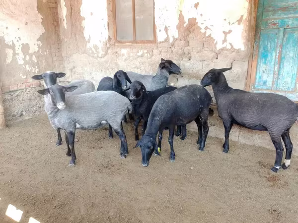 Ovce, Romanov sheep