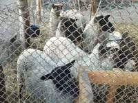भेड़, Romanov sheep — फ़ोटो 2