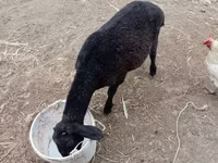 Sheep (batch, sex not specified), Sheep — photo 1