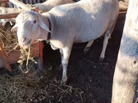 Qoç, Lacaune sheep — foto 2