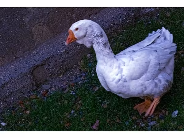 Geese — Azerbaijan