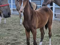 Hengst, Akhal-Teke — Foto 2