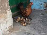 Japanese Bantam — photo 2