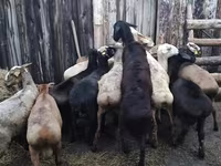Ram, Sheep — photo 2