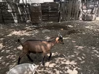 Billy Goat, Alpine goat — photo 5