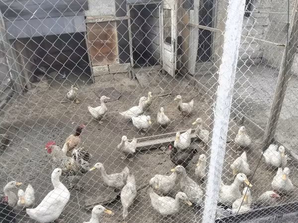 Ducks — Azerbaijan