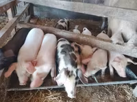 Säue, Schweine — Foto 2
