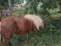 Yegua, Australian Pony — foto 4