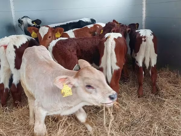 Touro, Simmental cattle