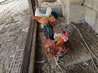 Chickens — foto 3