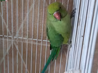 Qəfəslə erkəy 200 azn vatsap əlaqə Nimfa (Cockatiel) tutuquşu və qəfəs — 照片 3