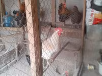 Chickens — الصورة 2