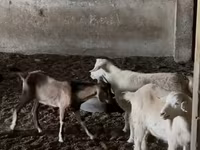 ماعز (دفعة، الجنس غير محدد), Nubian Goat — الصورة 3