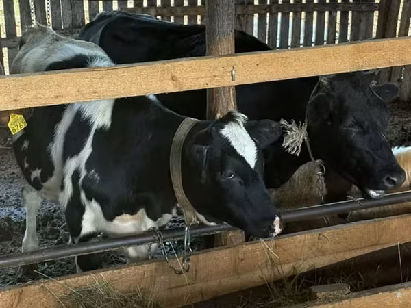 Krava, Russian Black pied cattle