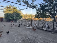 Chickens — Foto 6