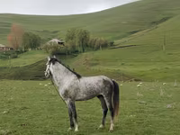 At, Azerbaijan horse — foto 1