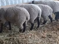 Ovce, White Suffolk sheep — foto 3