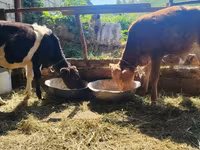 Bull, Cattle — photo 2