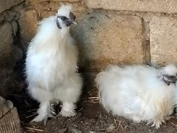 Silkie — Azerbaijan