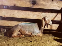 Qoyun, Arashan sheep — foto 2