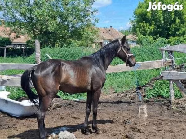 Koń, Hungarian horse breed