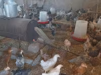 Chickens — foto 4