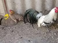 Chickens — الصورة 2
